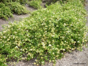 Lonicera japonica - Japanese honeysuckle